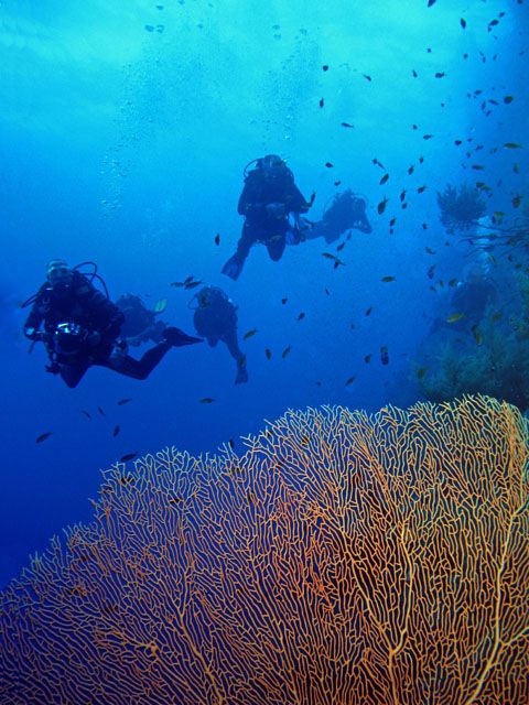 Profondo Blu Crociera Sub agli Atolli del Sud, Maldive | Immersioni profonde e nel pass