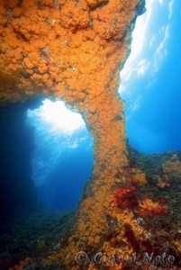 Capo Caccia in Sardegna - Immersioni