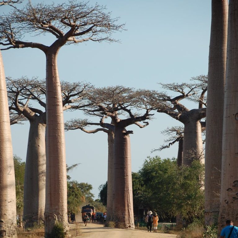 Viaggio in Madagascar tra natura tropicale e paesaggi selvaggi